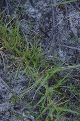 Cenchrus clandestinus