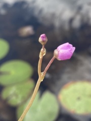 Utricularia purpurea