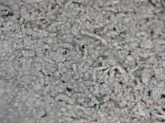 Pertusaria corallina