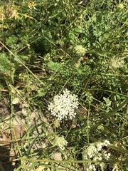 Daucus carota