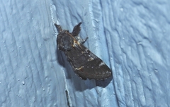 Notodonta dromedarius