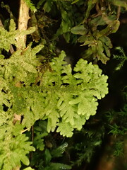 Trichocolea tomentella