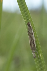 Agriphila inquinatella