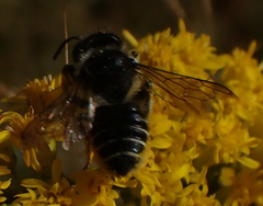 Megachile