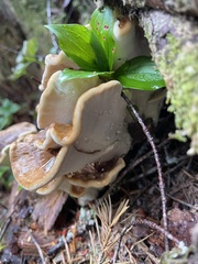 Bondarzewia occidentalis