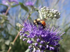 Bombus