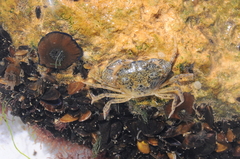 Rhithropanopeus harrisii