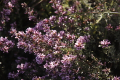 Amphithalea ericifolia