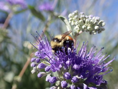 Bombus