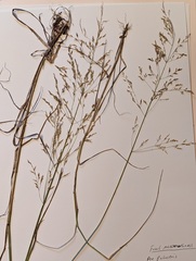 Poa palustris