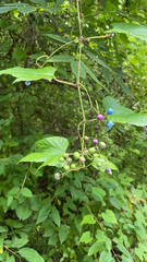 Ampelopsis glandulosa