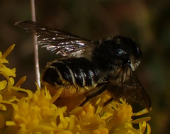 Megachile