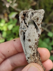 Craterellus