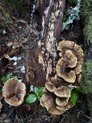Bondarzewia occidentalis