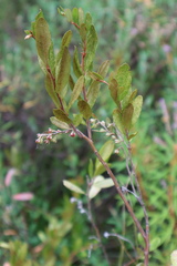 Chamaedaphne calyculata