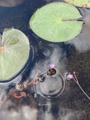 Utricularia purpurea