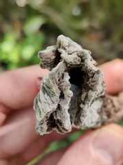 Craterellus