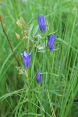 Gentiana pneumonanthe