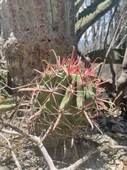 Ferocactus recurvus recurvus