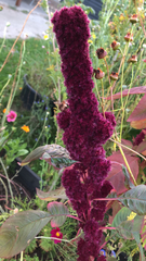 Amaranthus cruentus
