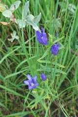 Gentiana pneumonanthe