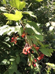 Viburnum opulus opulus
