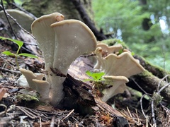 Bondarzewia occidentalis