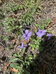 Ruellia occidentalis