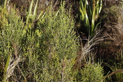 Passerina corymbosa