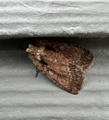 Eueretagrotis attentus