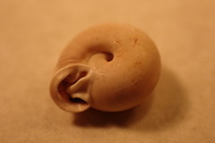 Daedalochila jacksonii