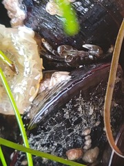 Pachygrapsus crassipes