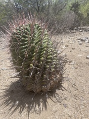 Ferocactus recurvus