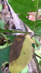 Tenthredinoidea