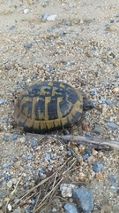 Testudo hermanni boettgeri