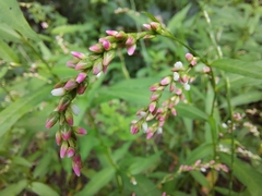 Persicaria hydropiper