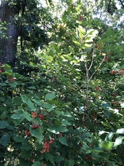 Viburnum opulus opulus