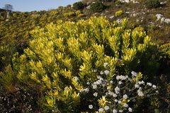 Leucadendron laureolum