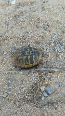 Testudo hermanni boettgeri