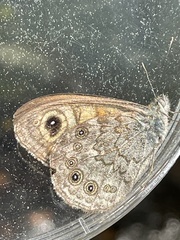 Lasiommata