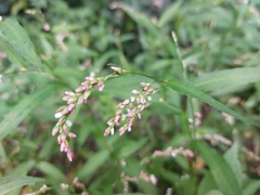 Persicaria hydropiper