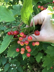 Viburnum opulus opulus