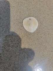 Dendraster excentricus