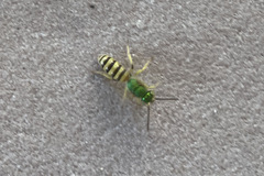 Agapostemon melliventris
