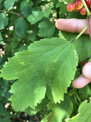 Viburnum opulus opulus