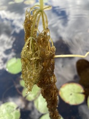 Utricularia purpurea