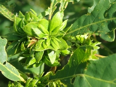 Andricus quercusfrondosus