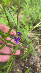 Verbenaceae