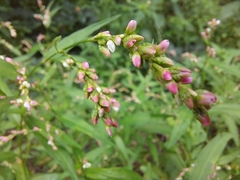 Persicaria hydropiper