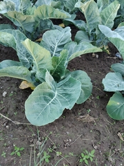 Brassica oleracea